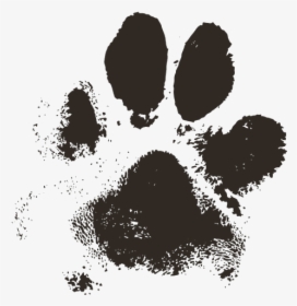 Paw, HD Png Download, Transparent PNG