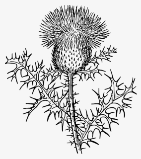 Rag Weed Svg Clip Arts - Thistle Black And White Clipart, HD Png Download, Transparent PNG