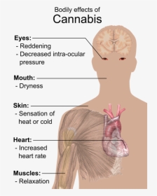 Bodily Effects Of Cannabis, HD Png Download, Transparent PNG