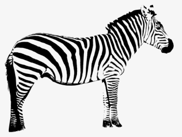 Vector Graphics Clip Art Zebra Silhouette Illustration - Zebra Clip Art Black And White, HD Png Download, Transparent PNG