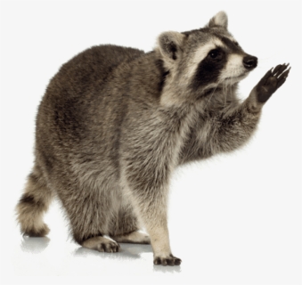 Free Png Download Raccoon Up Png Images Background, Transparent Png, Transparent PNG