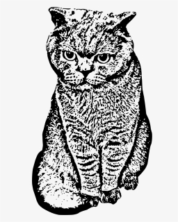 Transparent Cat Face Png, Png Download, Transparent PNG
