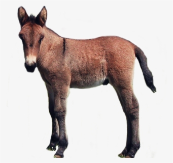 Donkey Clipart Foal, HD Png Download, Transparent PNG
