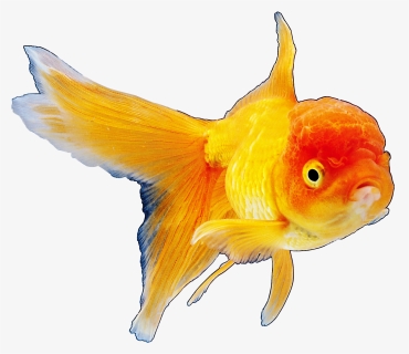 Realistic Goldfish Png Clipart Best Web Clipart, Transparent Png, Transparent PNG