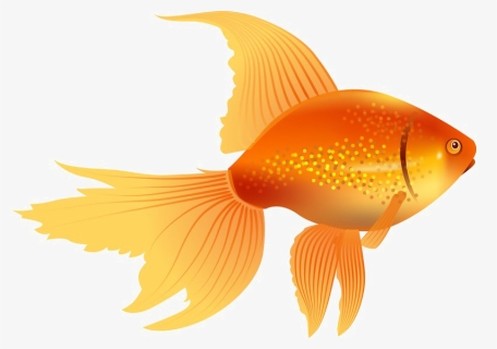 Goldfish Png Image, Transparent Png, Transparent PNG