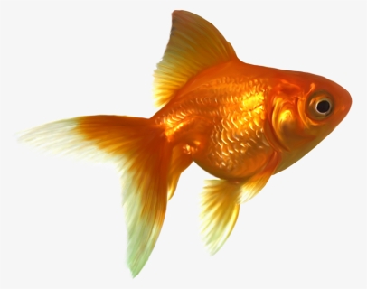 Goldfish Png Free Images, Transparent Png, Transparent PNG