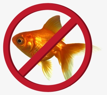 Goldfish, HD Png Download, Transparent PNG
