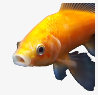 Dank Goldfish , Png Download, Transparent Png, Transparent PNG