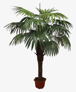 Asian Palmyra Palm Babassu Flowerpot Oil Palms Coconut, HD Png Download, Transparent PNG