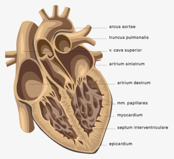 Picture Clipping Of Cardiology, HD Png Download, Transparent PNG