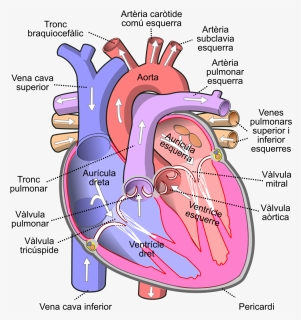Human Heart Png, Transparent Png, Transparent PNG