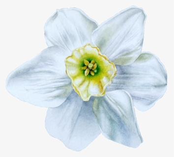 Hand Painted Blue White Flowers Png Transparent, Png Download, Transparent PNG