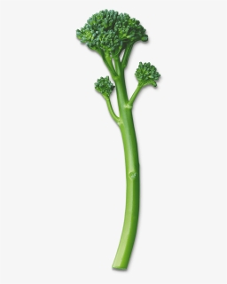 Broccoli Png, Transparent Png, Transparent PNG