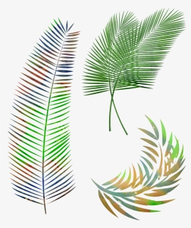 Palm Leaves Png, Transparent Png, Transparent PNG