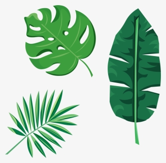 Tropical Leaves, HD Png Download, Transparent PNG