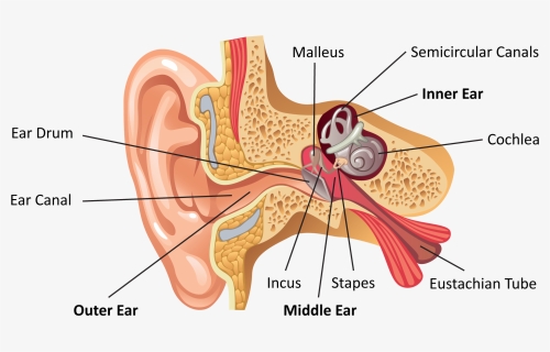 Inner Ear Png, Transparent Png, Transparent PNG