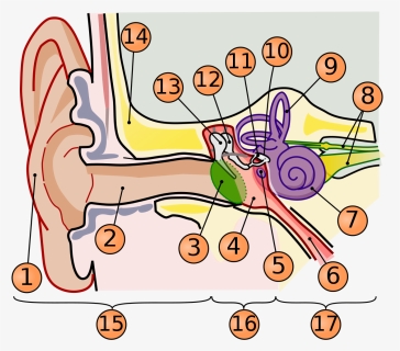 Ear Png, Transparent Png, Transparent PNG