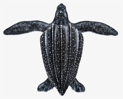 Juvenile Leatherback Sea Turtle, HD Png Download, Transparent PNG