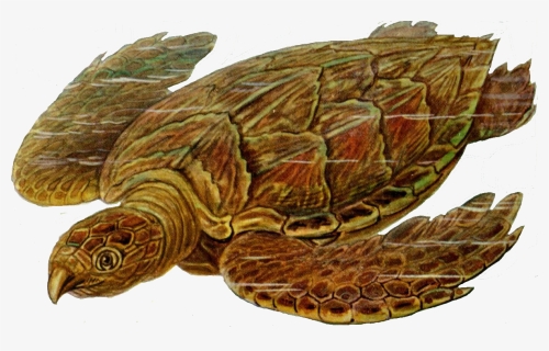 Sea Turtle Png, Transparent Png, Transparent PNG