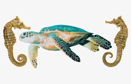Sea Turtle Png, Transparent Png, Transparent PNG