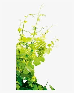 Grape Png, Transparent Png, Transparent PNG