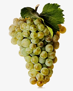 White Wine Grape, HD Png Download, Transparent PNG