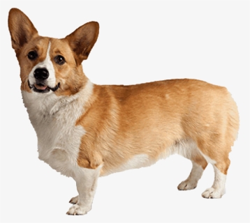 Corgi Png Background Image, Transparent Png, Transparent PNG