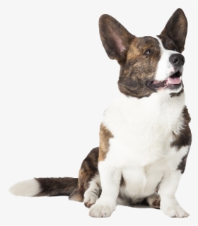 Corgi Png Picture, Transparent Png, Transparent PNG