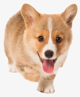 Corgi Png Transparent Picture, Png Download, Transparent PNG