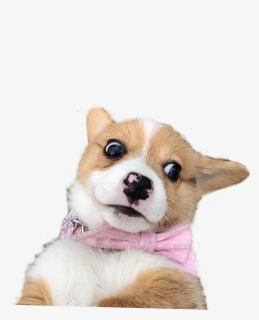 #weird #meme #dog #doggo #dogmeme #worried #worry #scared, HD Png Download, Transparent PNG