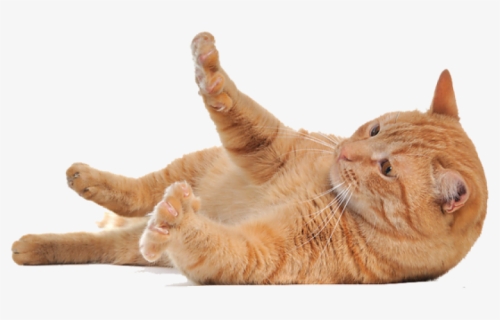 Lying Cat Png Png Image, Transparent Png, Transparent PNG