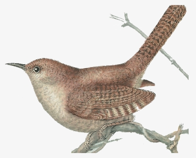 Tree Top Wren Picture, HD Png Download, Transparent PNG