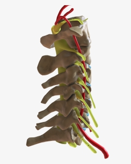 Cervical Spine Lateral View, HD Png Download, Transparent PNG