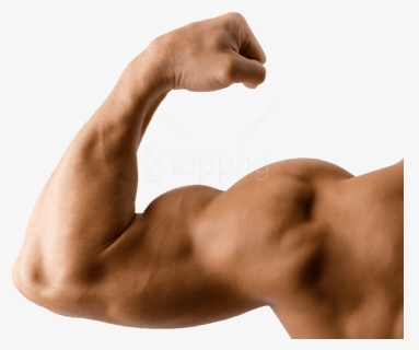 Free Png Muscle Png Images Transparent, Png Download, Transparent PNG