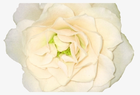 White Roses Png Images, Free Download Flower Pixtures, Transparent Png, Transparent PNG