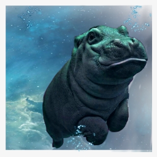 #freetoedit #hippopotamus #hippo #happy #underwater, HD Png Download, Transparent PNG