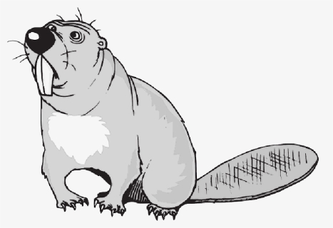 Cartoon, Beaver, Art, Animal, Tail, Teeth, Confused, HD Png Download, Transparent PNG