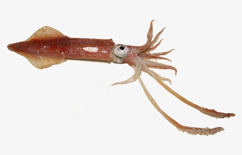 Examples Of Squid , Png Download, Transparent Png, Transparent PNG