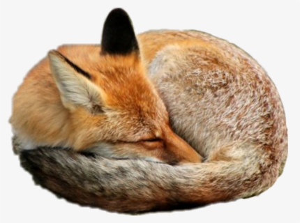 Sleeping Png, Transparent Png, Transparent PNG