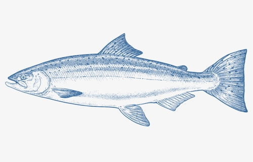 Salmon Png, Transparent Png, Transparent PNG