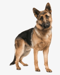 German Shepherd Dog Png Picture, Transparent Png, Transparent PNG