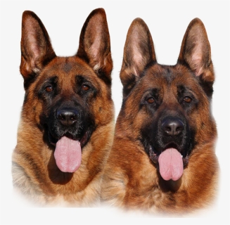 Puppies For Sale, HD Png Download, Transparent PNG