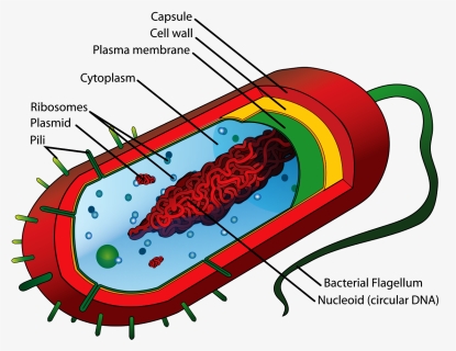 Bacteria Cell Structure, HD Png Download, Transparent PNG