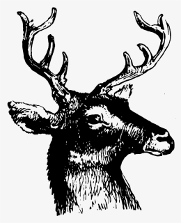 Deer Head Silhouette Png, Transparent Png, Transparent PNG