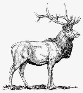 Moose, Deer, Head, Animal, Drawings,, HD Png Download, Transparent PNG