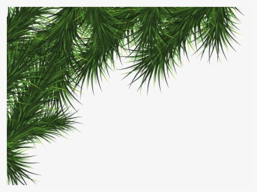 Fir-tree Png Image - Christmas Pine Png, Transparent Png, Transparent PNG