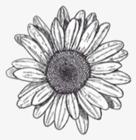Flower Drawings Sketch - Transparent Flower Drawing Png, Png Download, Transparent PNG