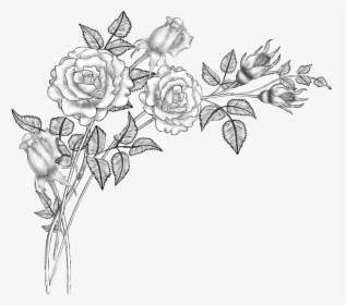Clip Art Collection Of Free Drawing - Flowers Drawing Png, Transparent Png, Transparent PNG