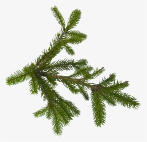 Fir Tree Png Image - Transparent Pine Leaves Png, Png Download, Transparent PNG