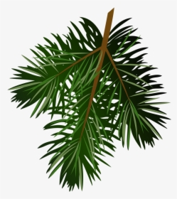 Images For Pine Branch Clip Art - Transparent Pine Branch, HD Png Download, Transparent PNG